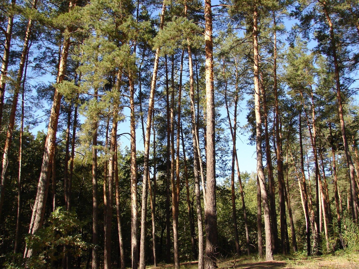 катеринівський ліс
