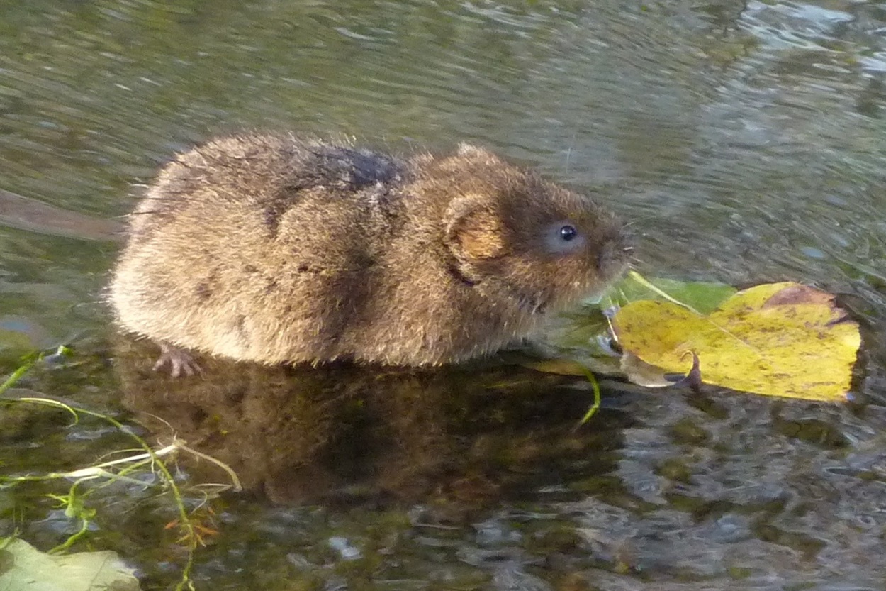 Водяний щур
