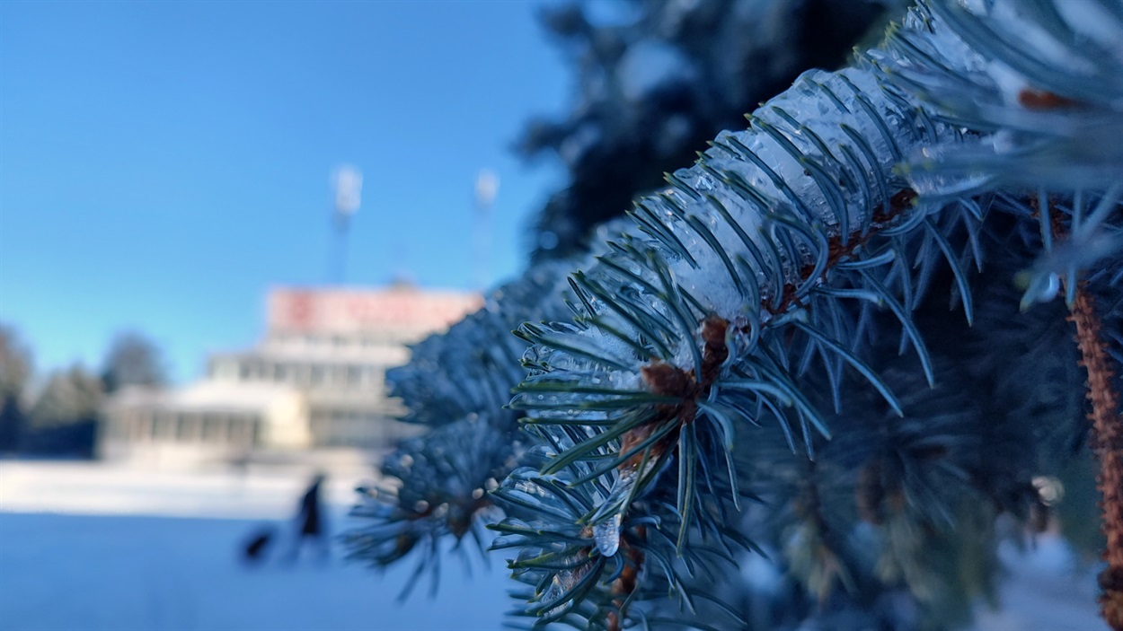 Ялини на центральній площі