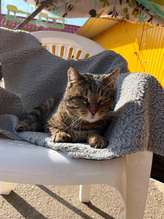 Котик йде на поправку