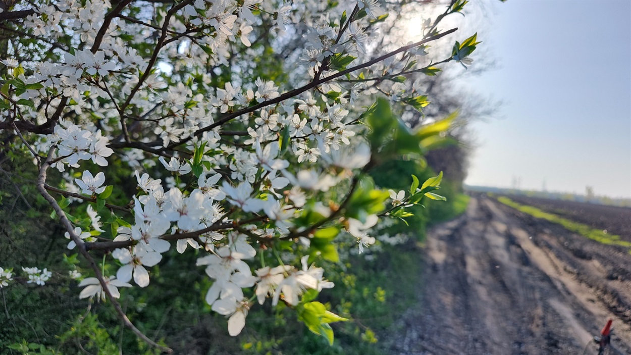 Квітнева краса