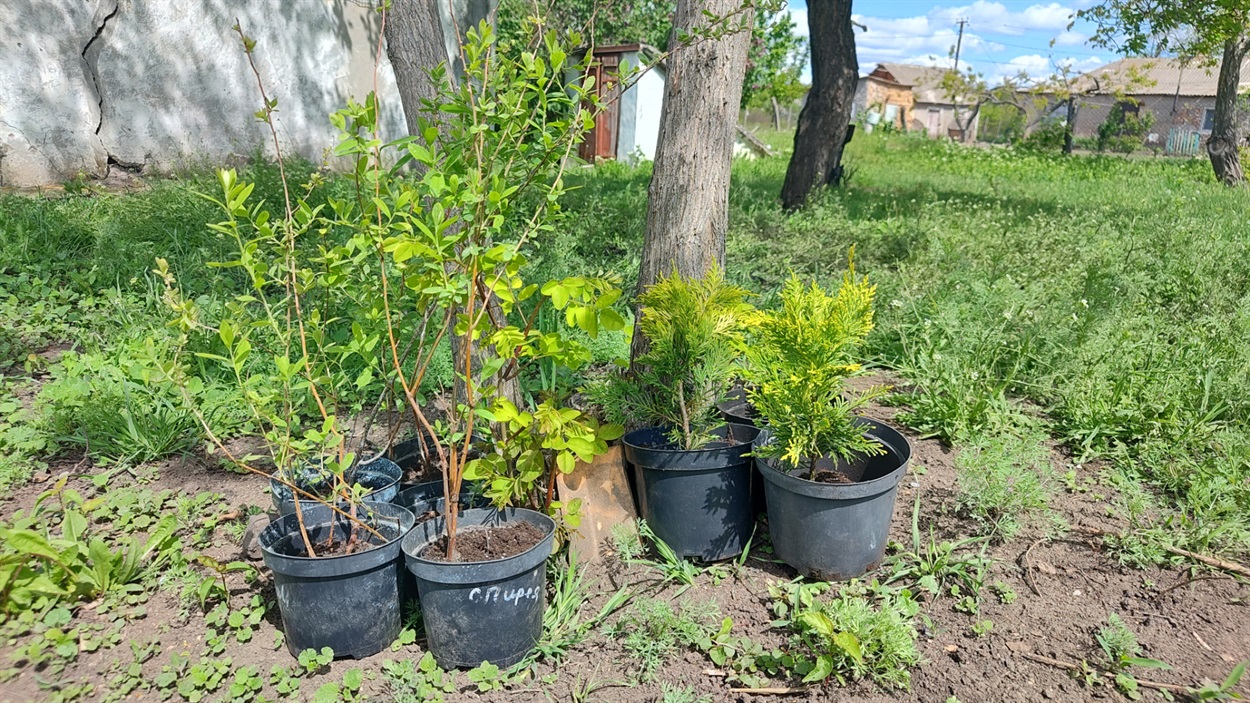 Спірея та кіпарис