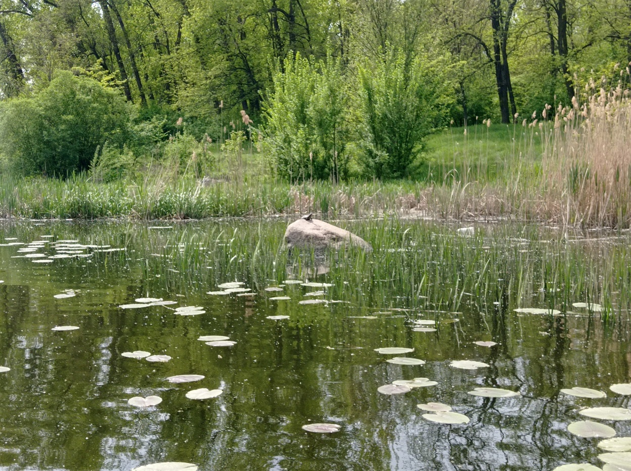Черепаха на камені