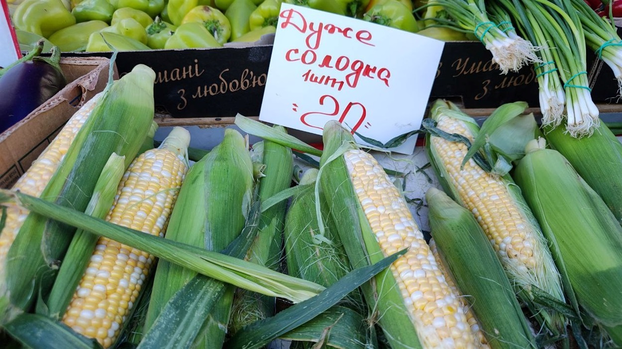 Кукурудза