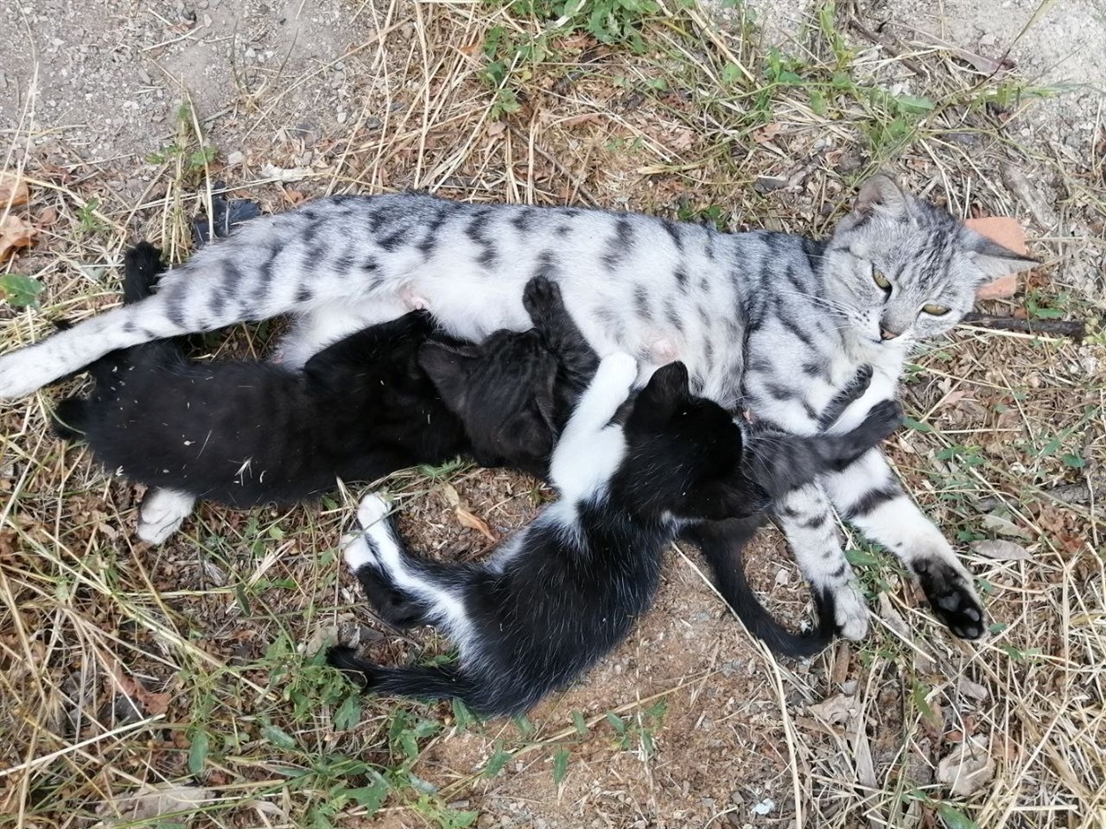Котяча родина