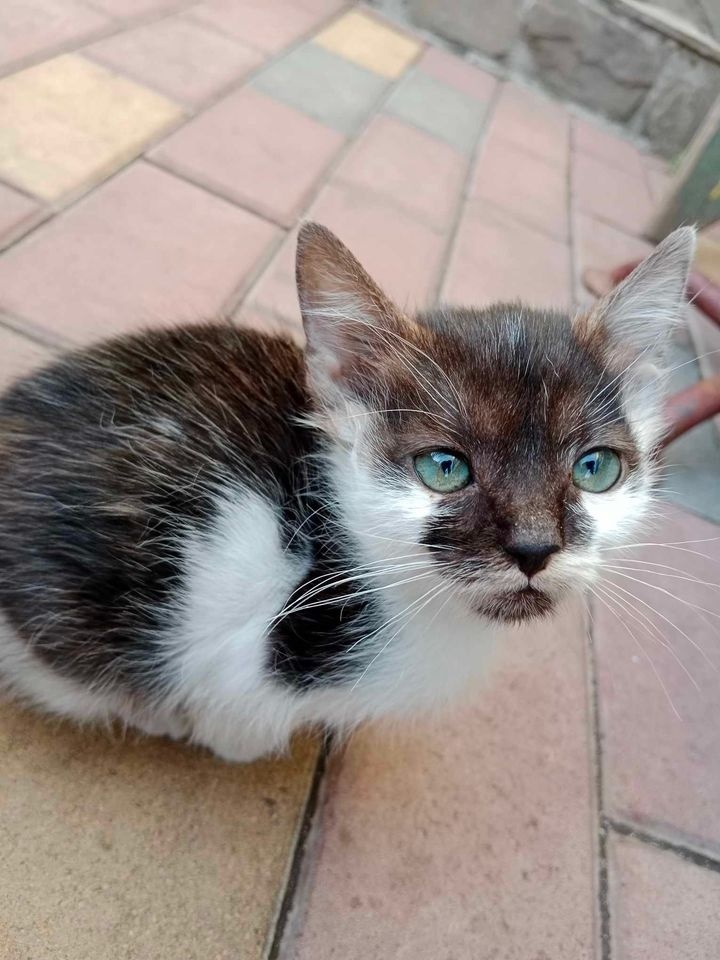 Котик у турботливі руки