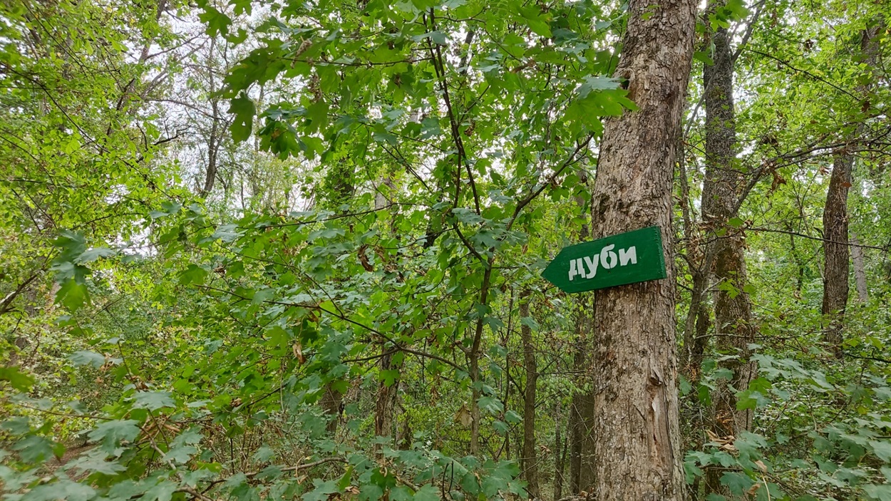 Вказівник до дубів