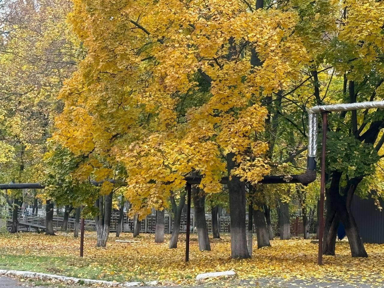 Осінь у стилі Хелловіну: як у Первомайському коледжі поєднали навчання і свято