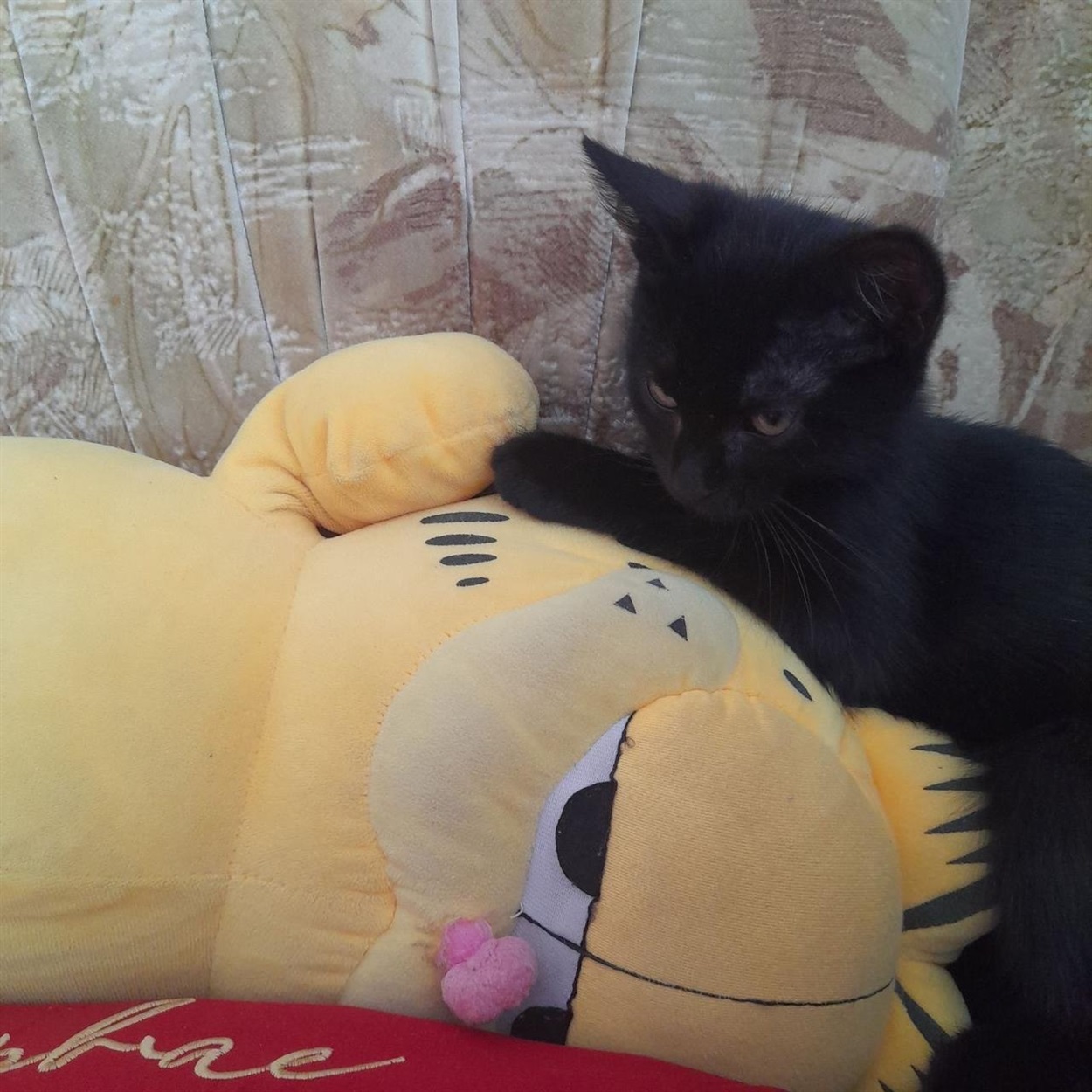 Цього котика взяла молода родина