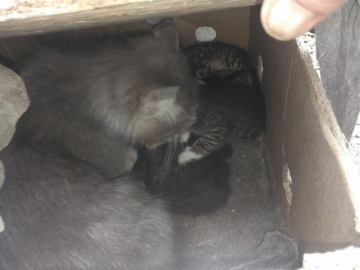 Котів вивозили у коробці, під обстрілами