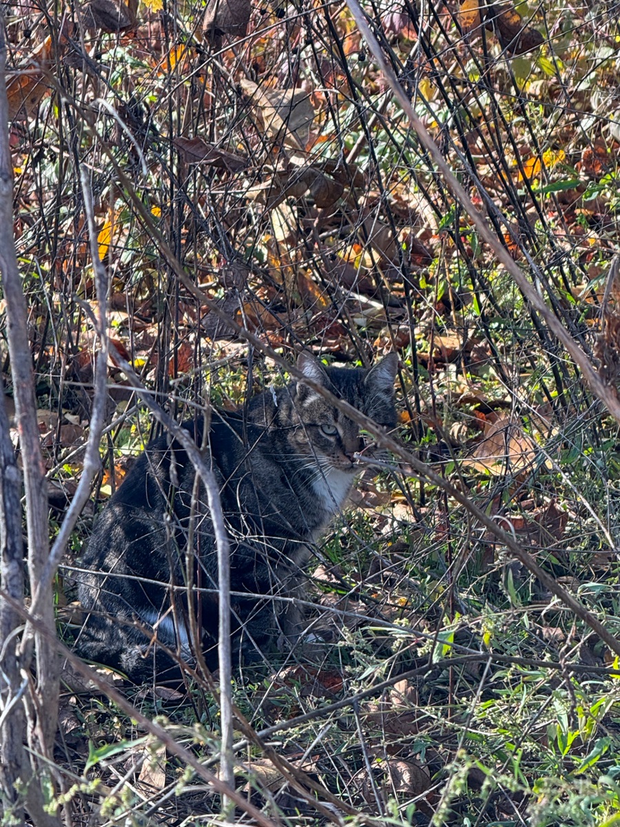 Біля хати на Богополі