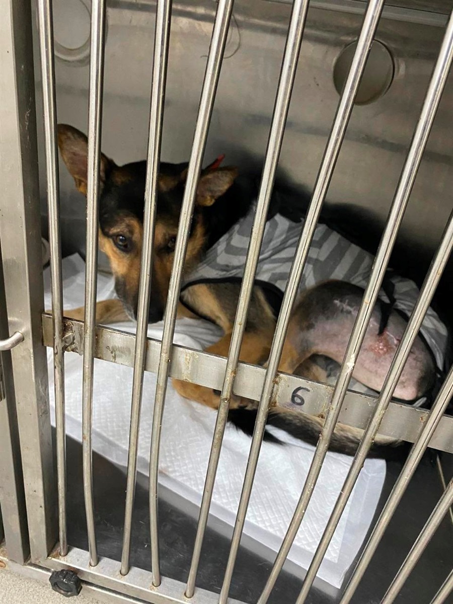 Граф у ветклініці