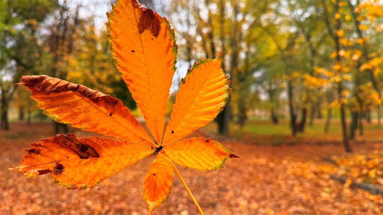 Осінь у парку