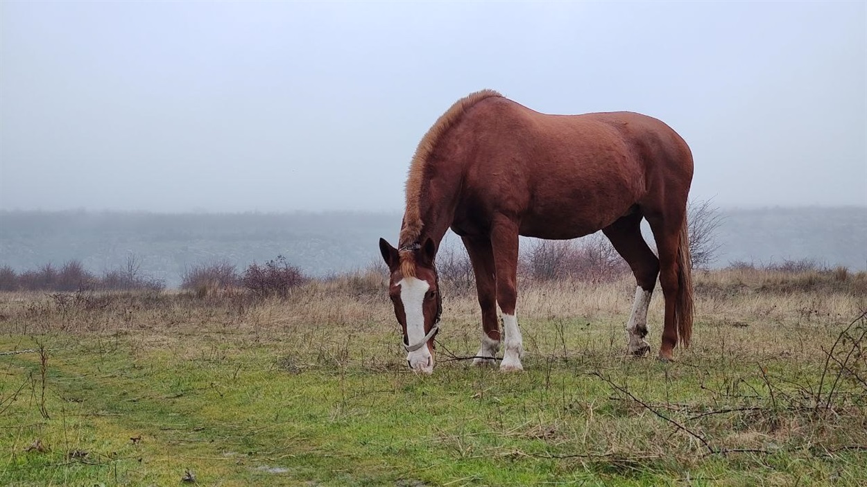 Десь у Первомайському районі живе символ 2026 року