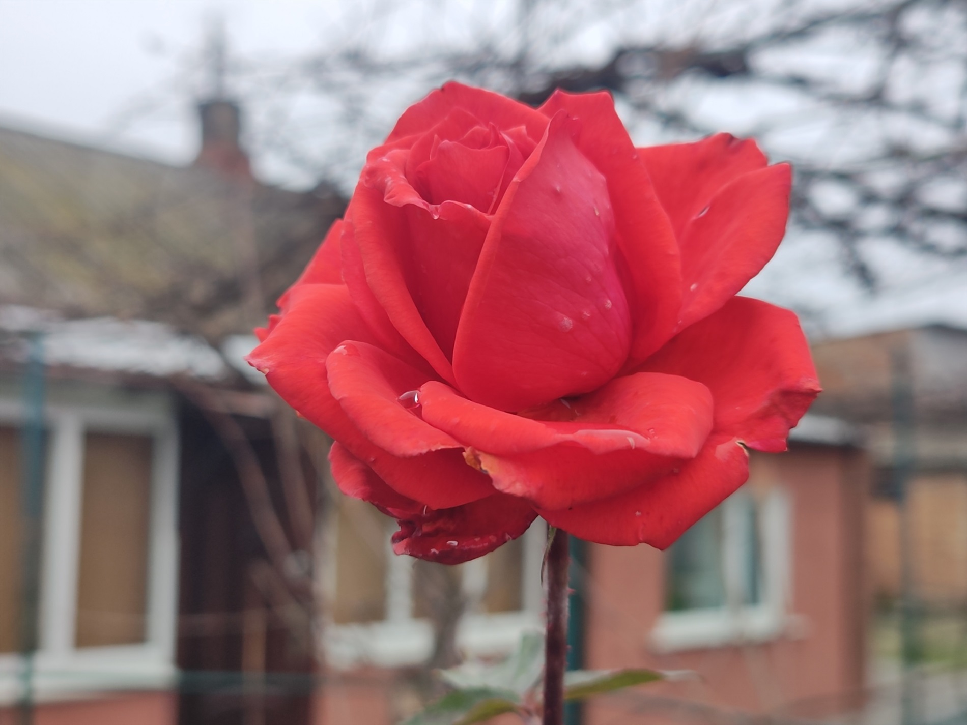 Де у Первомайську жила поетеса Галина Педченко: фотоекскурсія містом