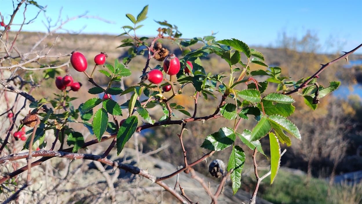 Шипшина над Бугом
