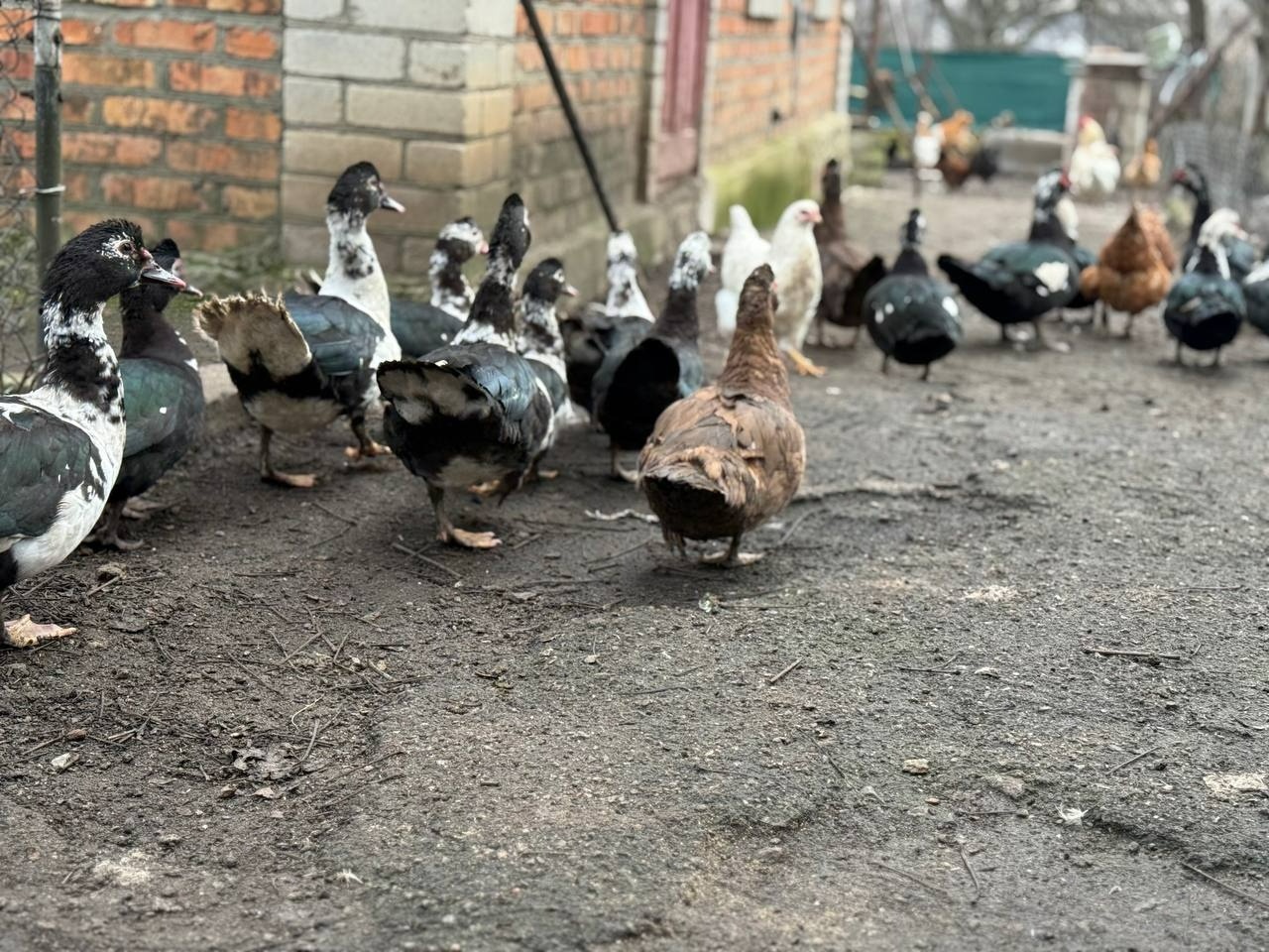 «Це перевірка на витривалість і людяність»: віддалений Богопіль очима його мешканця