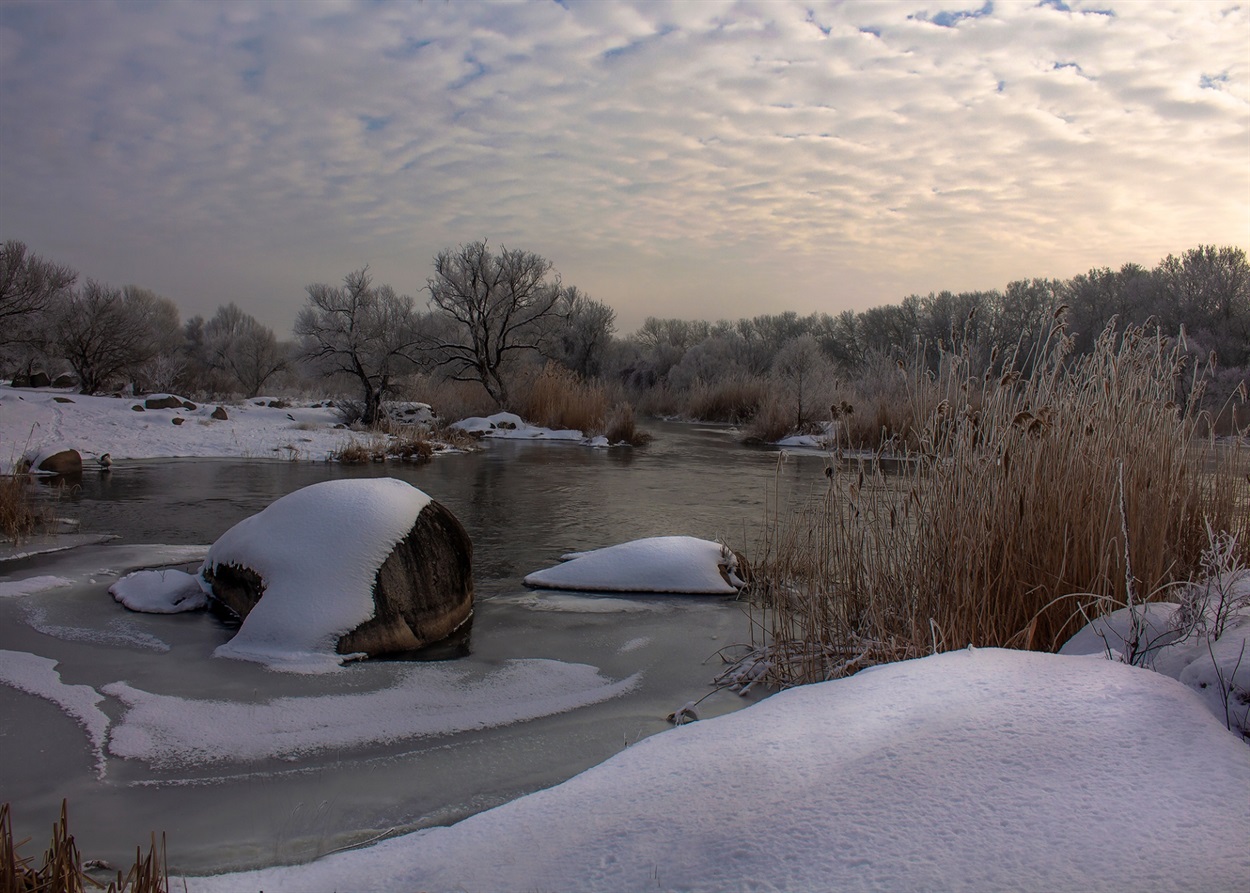 Перламутровий Гіпаніс