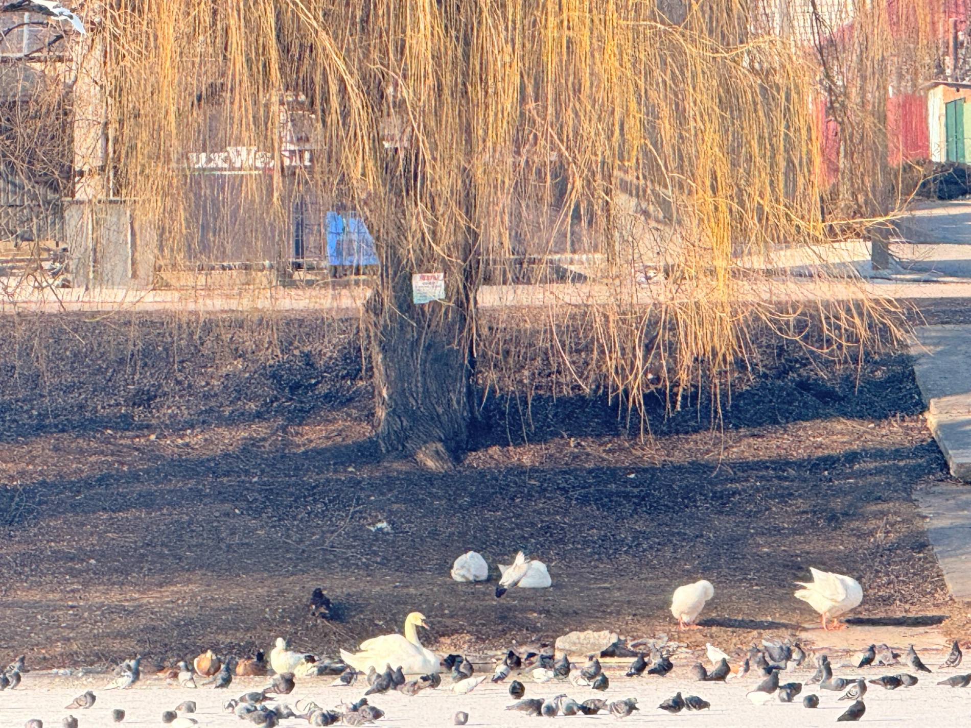 Два зимових озера: фоторепортаж