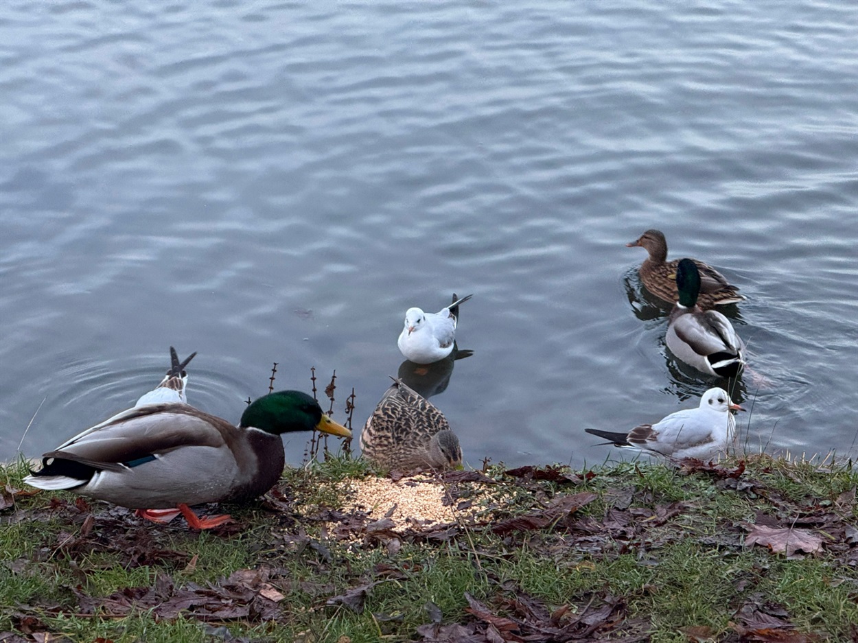 Пташина вечеря