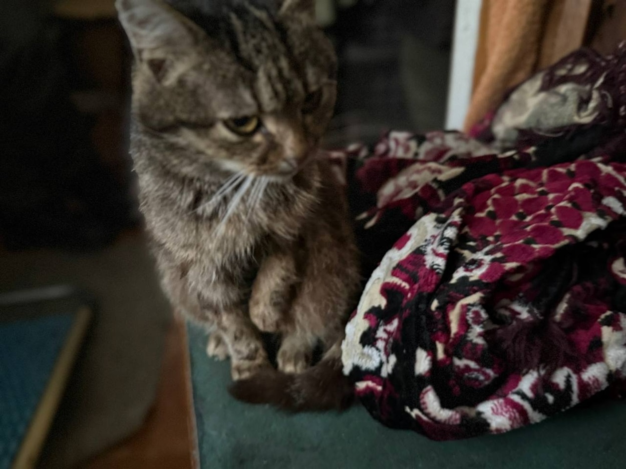 Коли одна історія об’єднує всіх: як громада і журналісти разом допомогли родині Васильченків