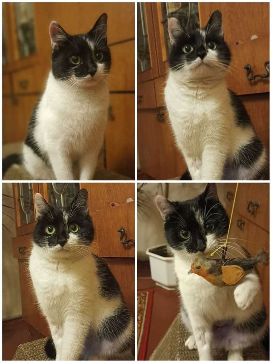 Красуня киця