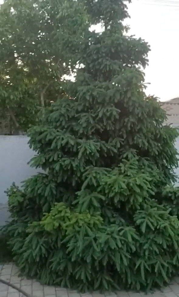 Ялинка на подвір'ї Валентини