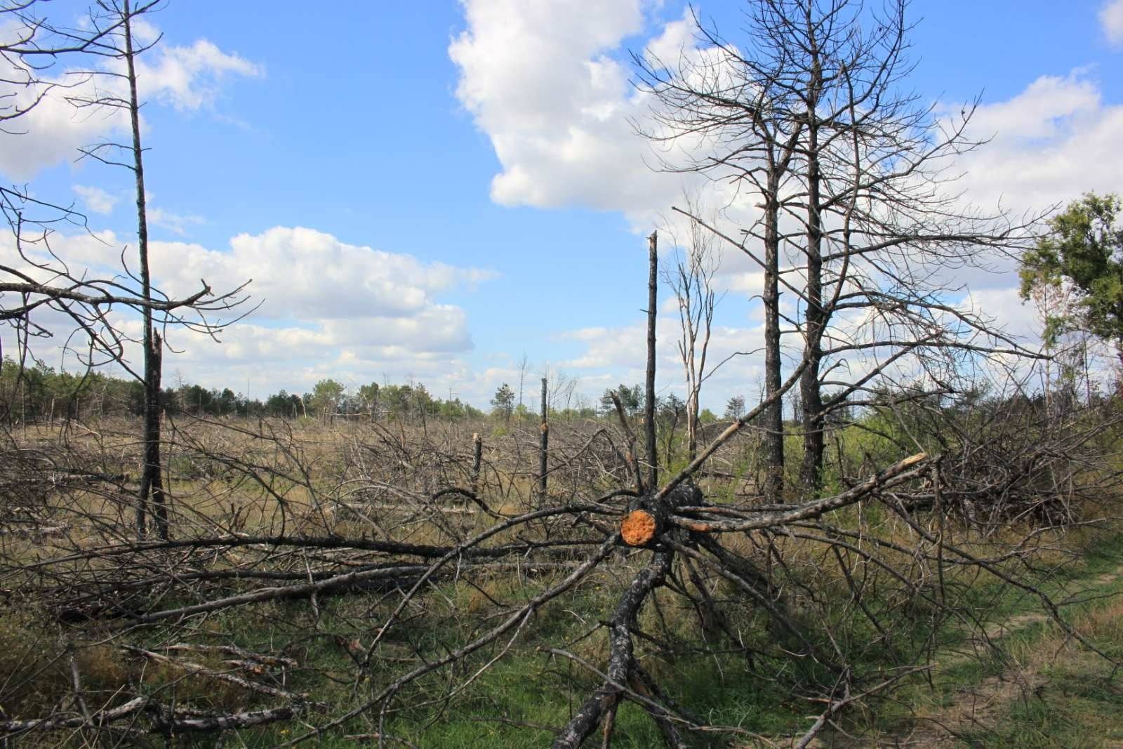 «Тварини не знають, що тут була війна»: фахівці «Бузького Гарду» дослідили екосистеми Миколаївщини