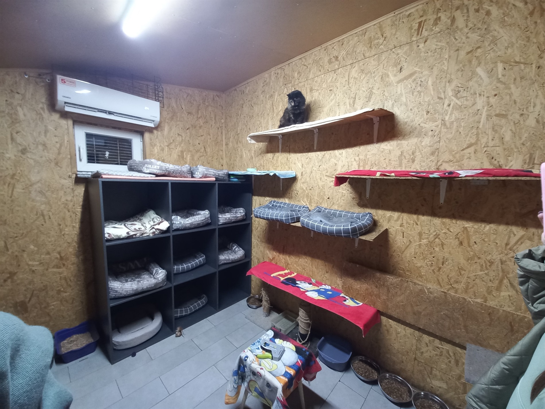 «Дім котів» прихистив понад пів сотні котиків з прифронтових міст: притулок потребує підтримки
