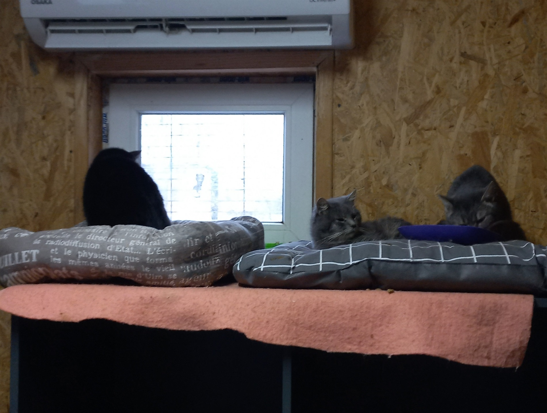 «Дім котів» прихистив понад пів сотні котиків з прифронтових міст: притулок потребує підтримки