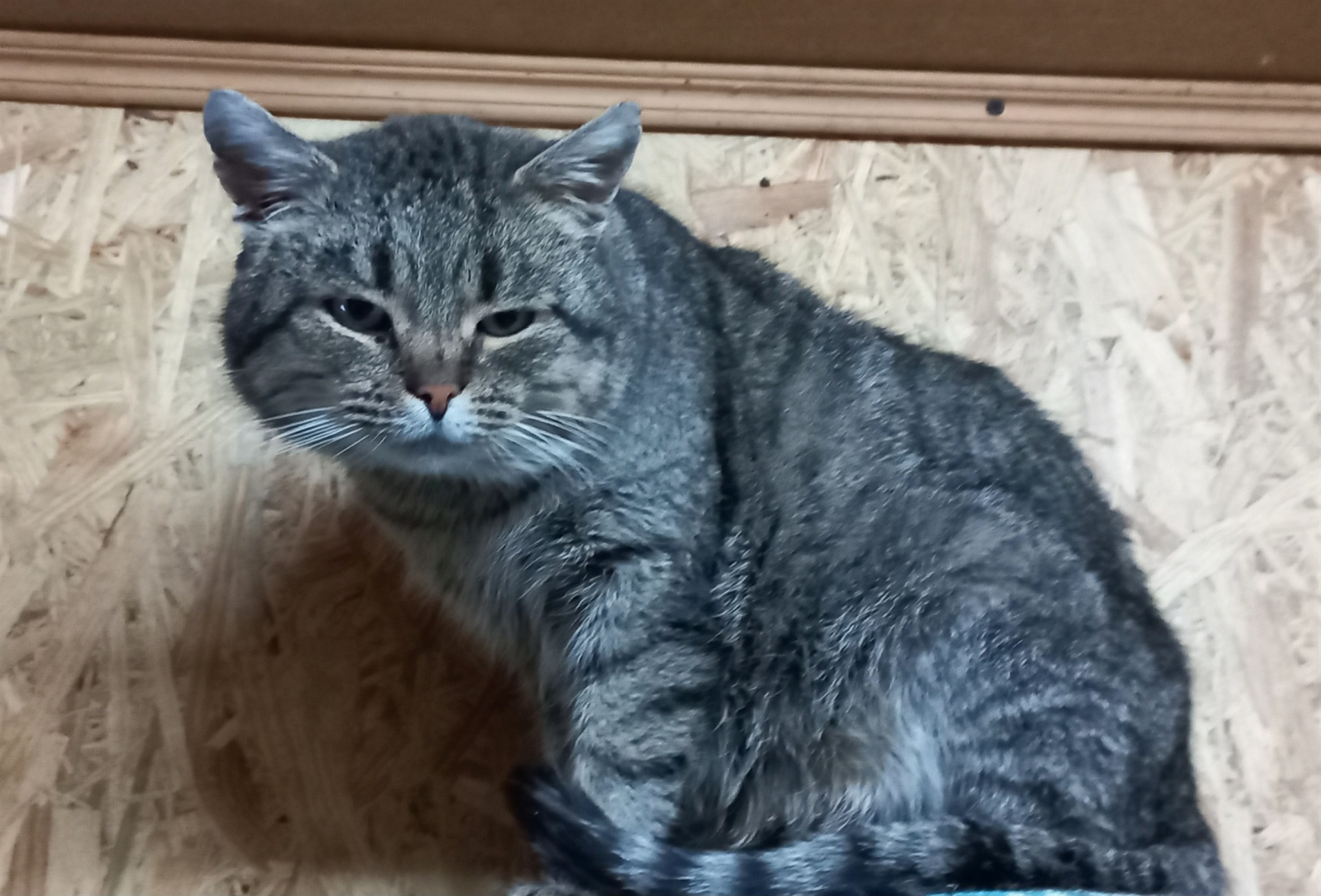 «Дім котів» прихистив понад пів сотні котиків з прифронтових міст: притулок потребує підтримки