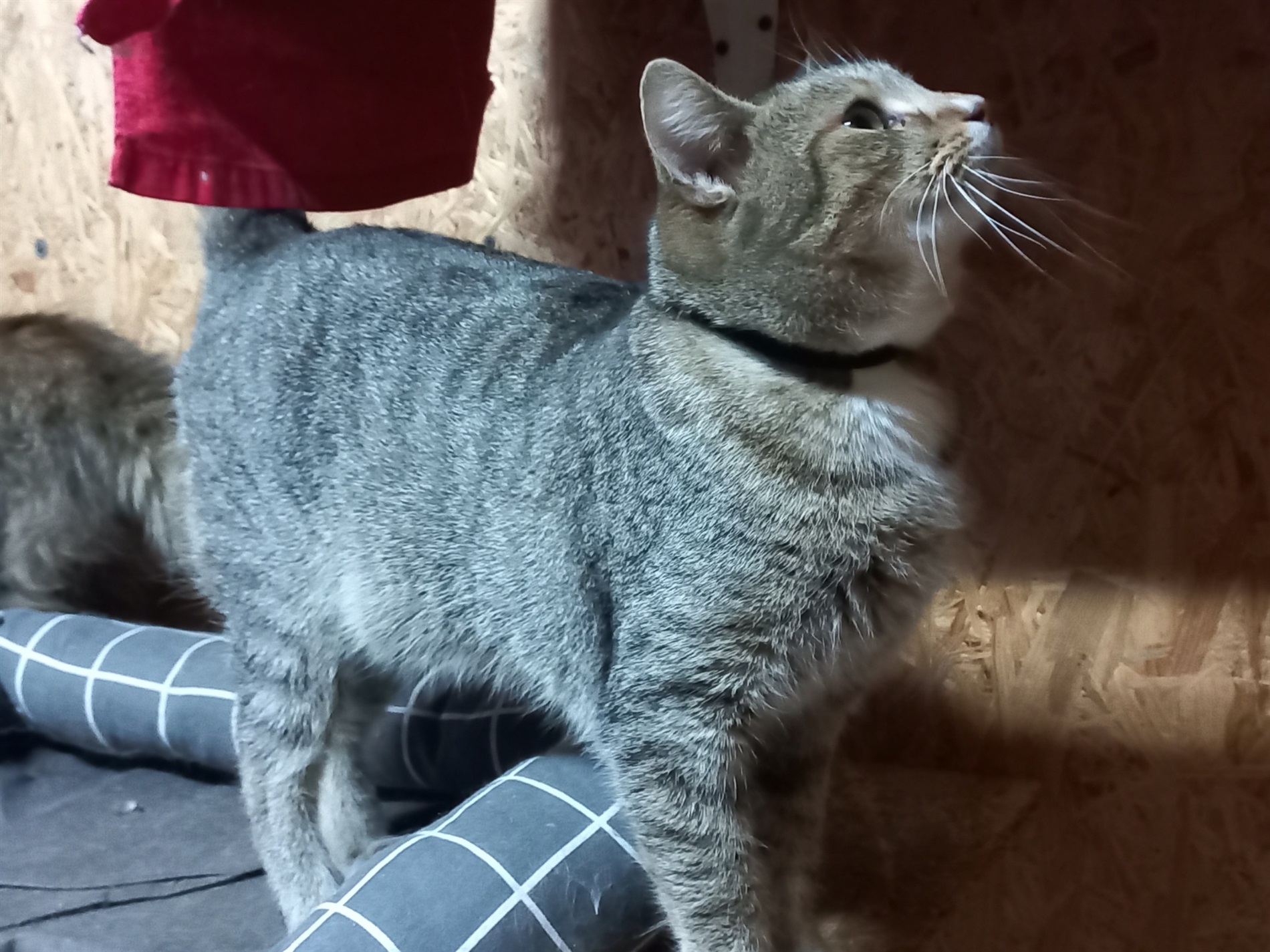 «Дім котів» прихистив понад пів сотні котиків з прифронтових міст: притулок потребує підтримки