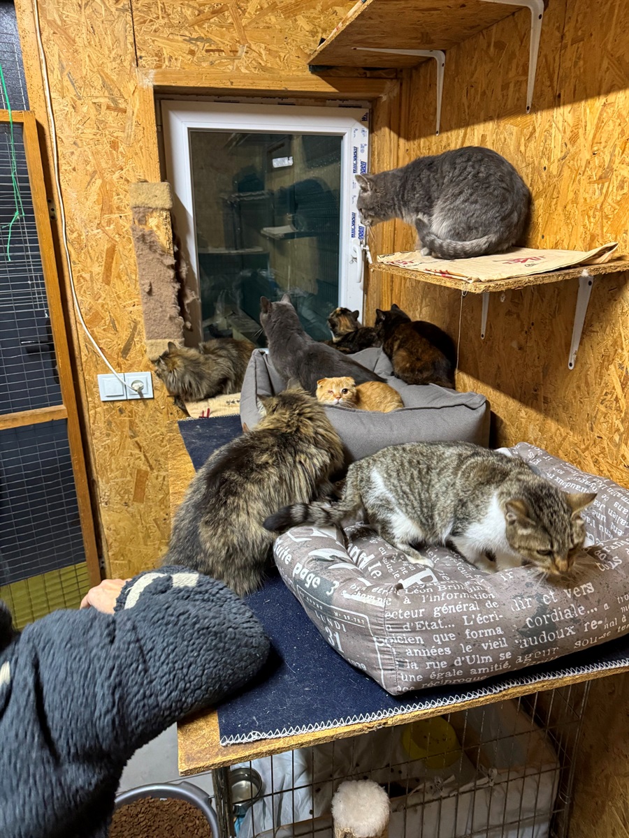 «Дім котів» прихистив понад пів сотні котиків з прифронтових міст: притулок потребує підтримки