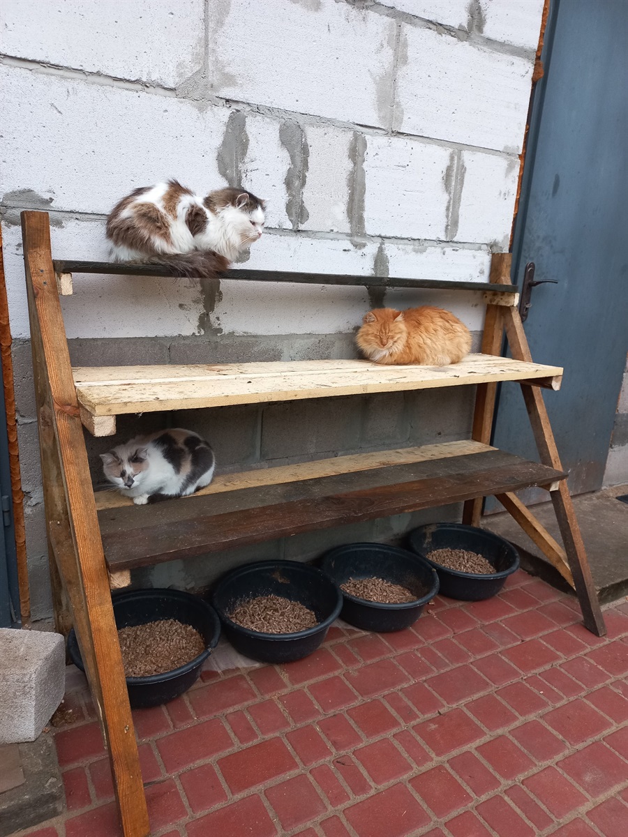 «Дім котів» прихистив понад пів сотні котиків з прифронтових міст: притулок потребує підтримки