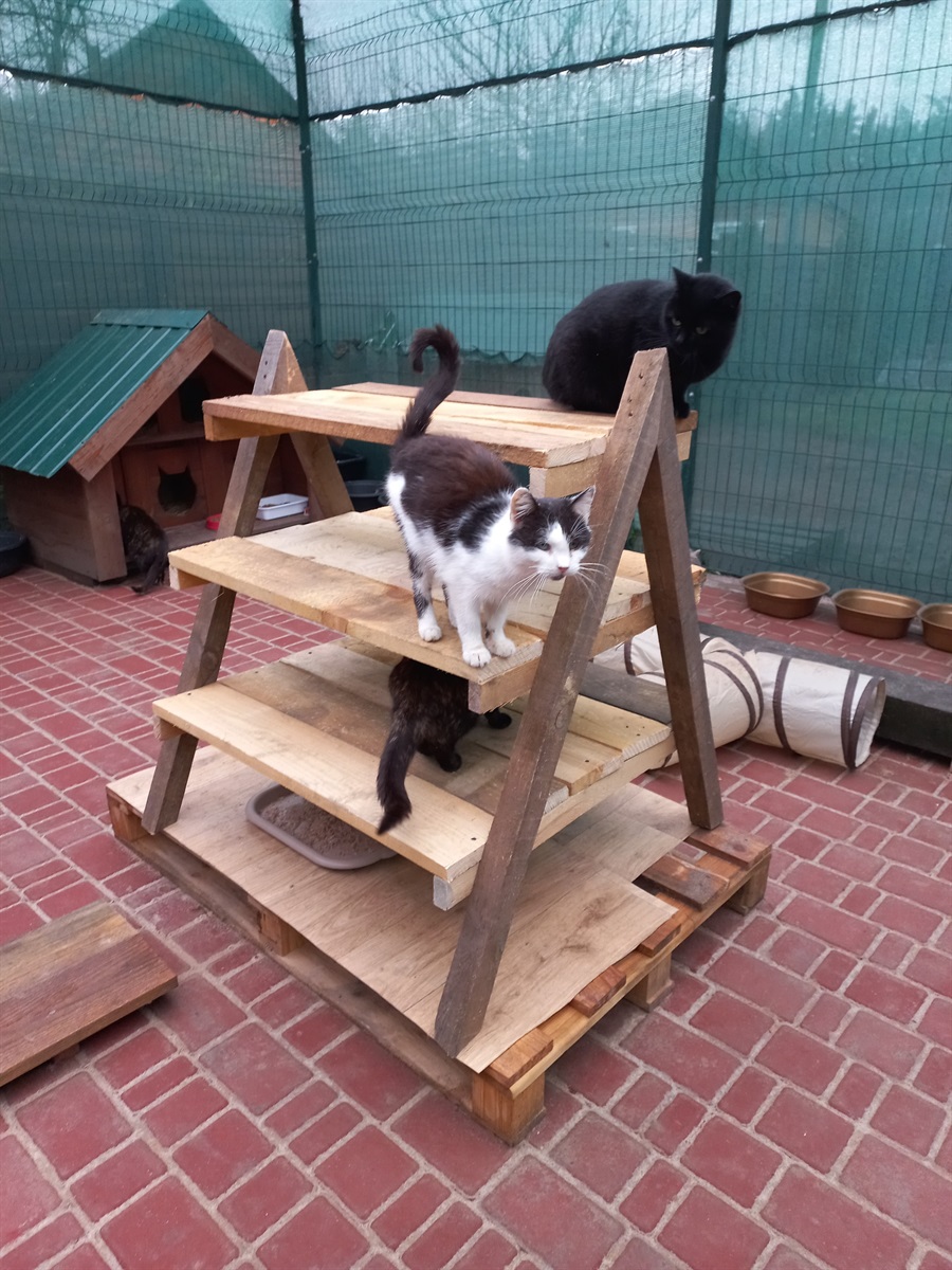 «Дім котів» прихистив понад пів сотні котиків з прифронтових міст: притулок потребує підтримки