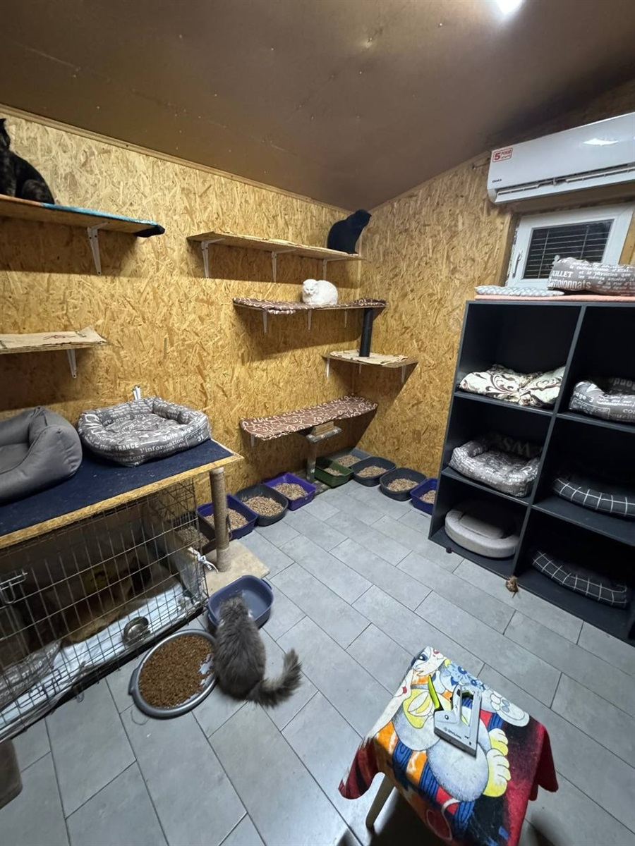 «Дім котів» прихистив понад пів сотні котиків з прифронтових міст: притулок потребує підтримки