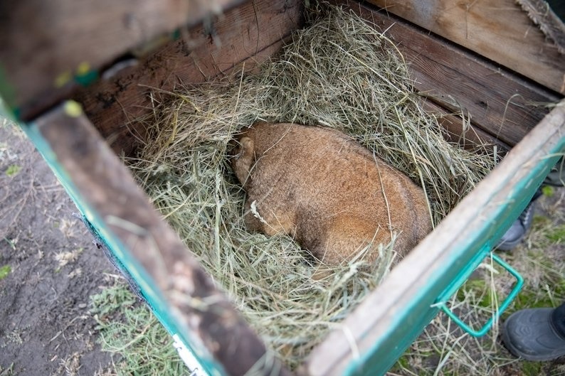 Бабак Тимко у своїй хатинці, 2025 рік