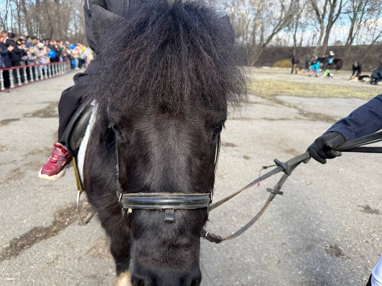 Ярмарок, поні та службові собаки: у Первомайську провели благодійне свято на підтримку військових