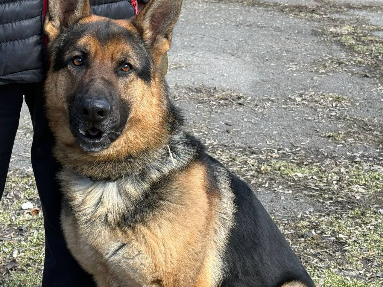 Ярмарок, поні та службові собаки: у Первомайську провели благодійне свято на підтримку військових