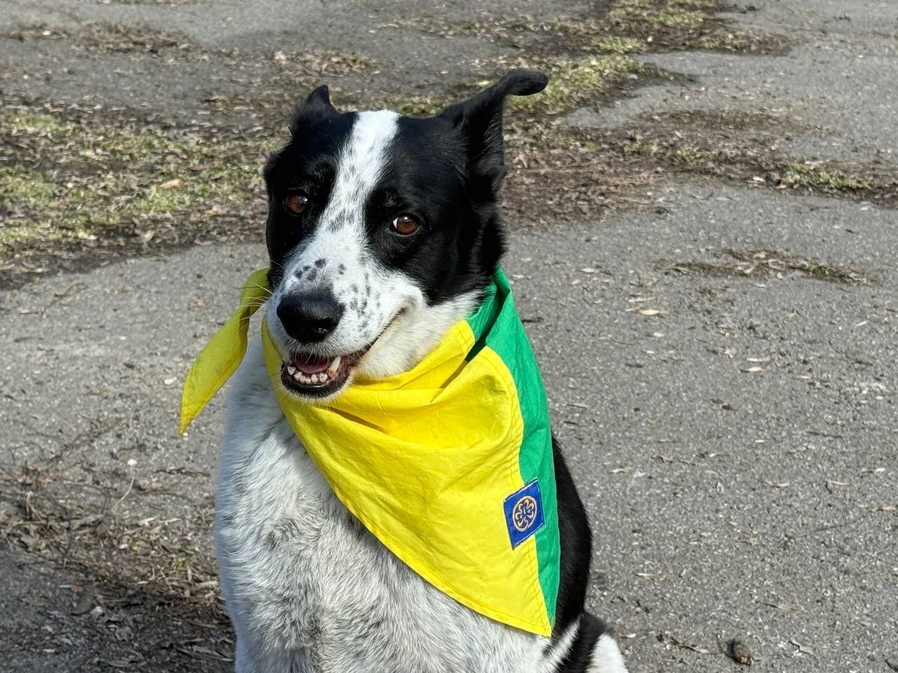 Ярмарок, поні та службові собаки: у Первомайську провели благодійне свято на підтримку військових