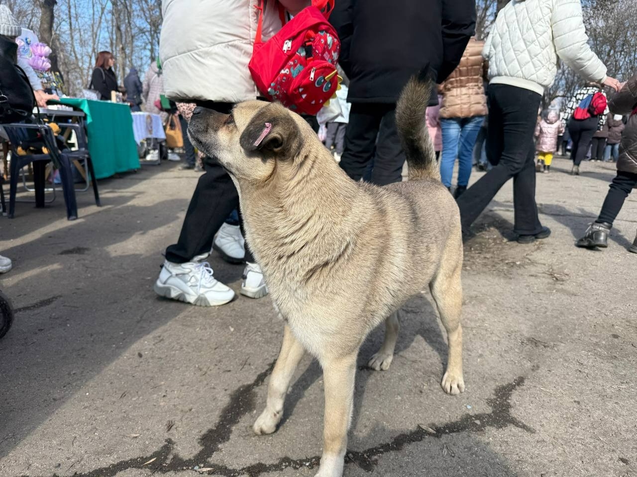Ярмарок, поні та службові собаки: у Первомайську провели благодійне свято на підтримку військових