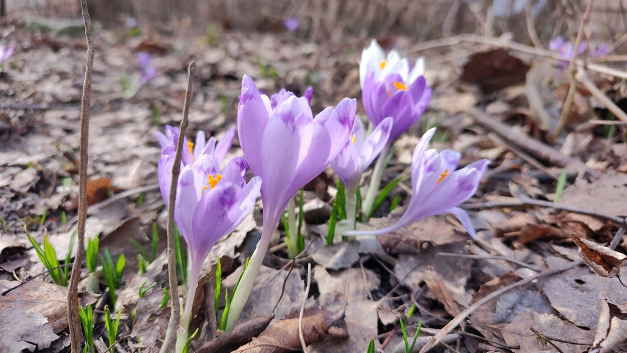 Шафран Гейфеля