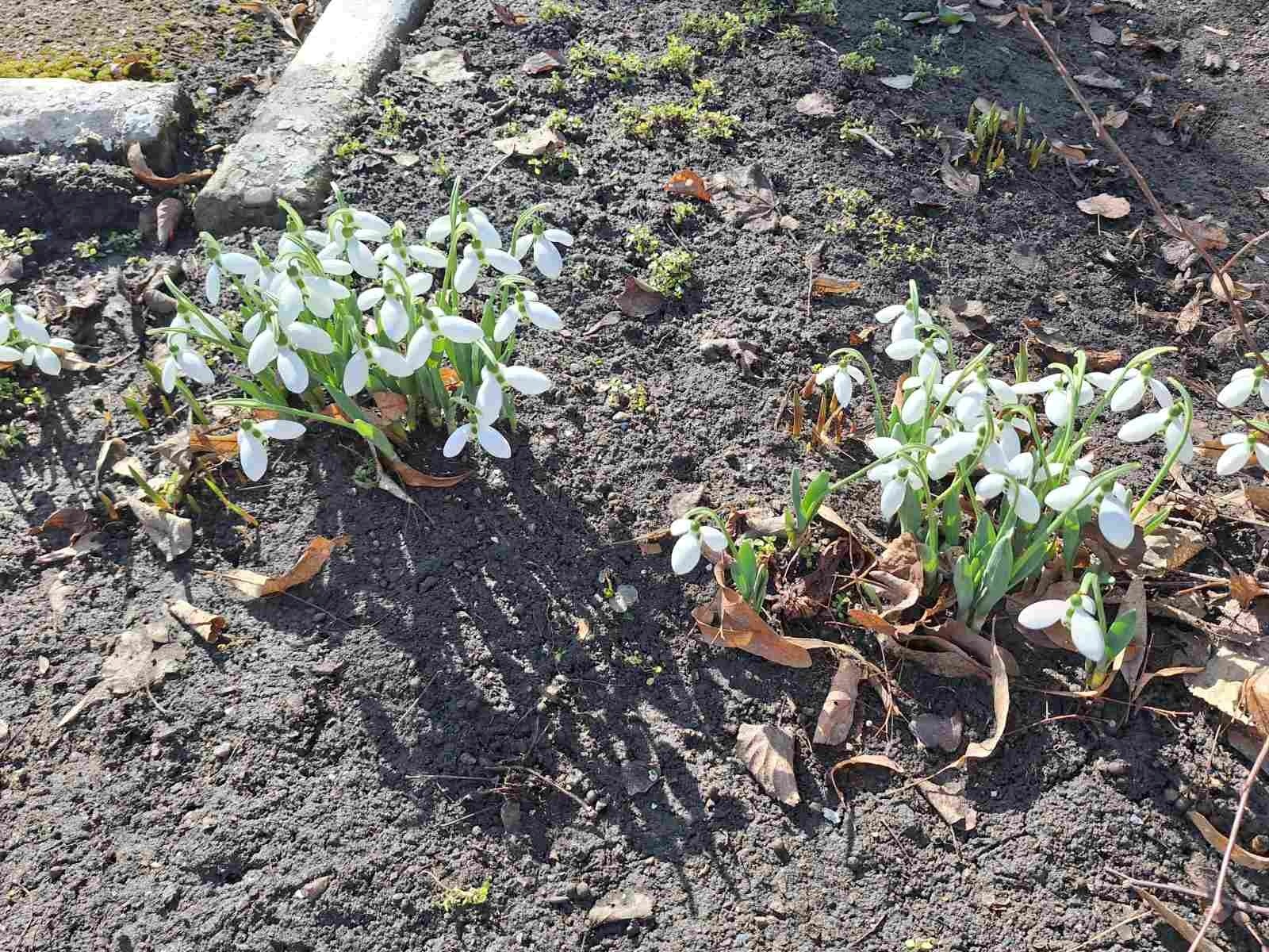 У «Ластівці» зустріли весну: як первомайська малеча відкривала таємниці природи