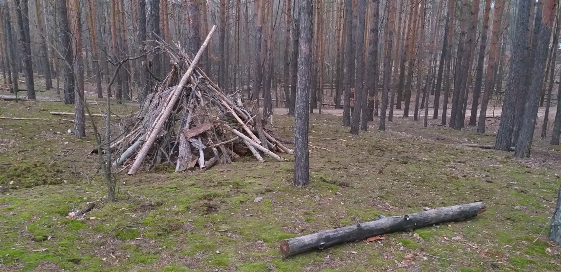 До Міжнародного дня лісу: фотоальбом