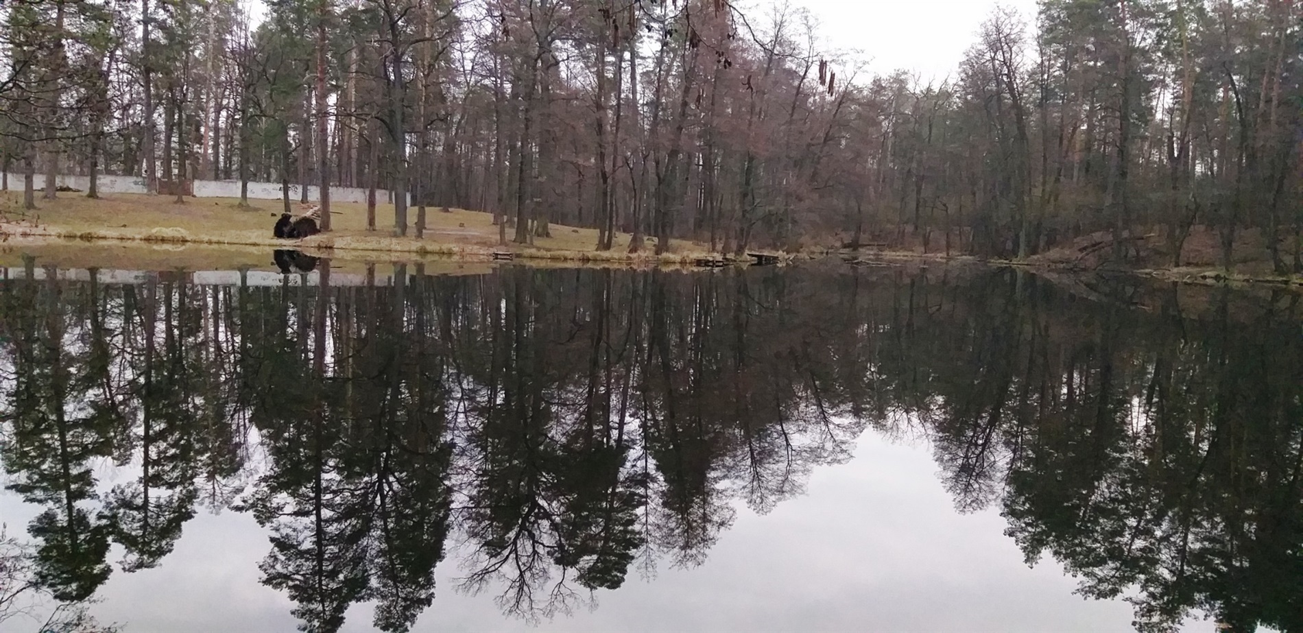 До Міжнародного дня лісу: фотоальбом