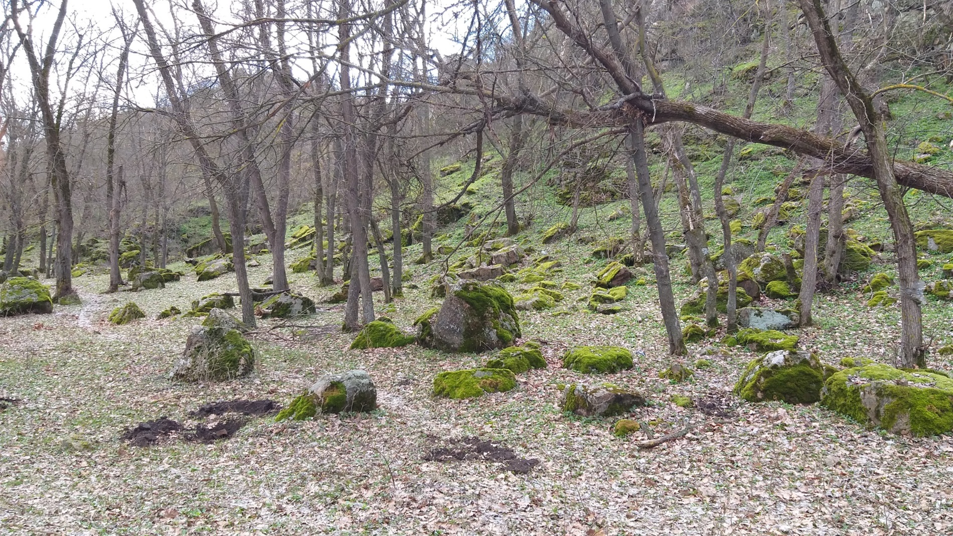 До Міжнародного дня лісу: фотоальбом
