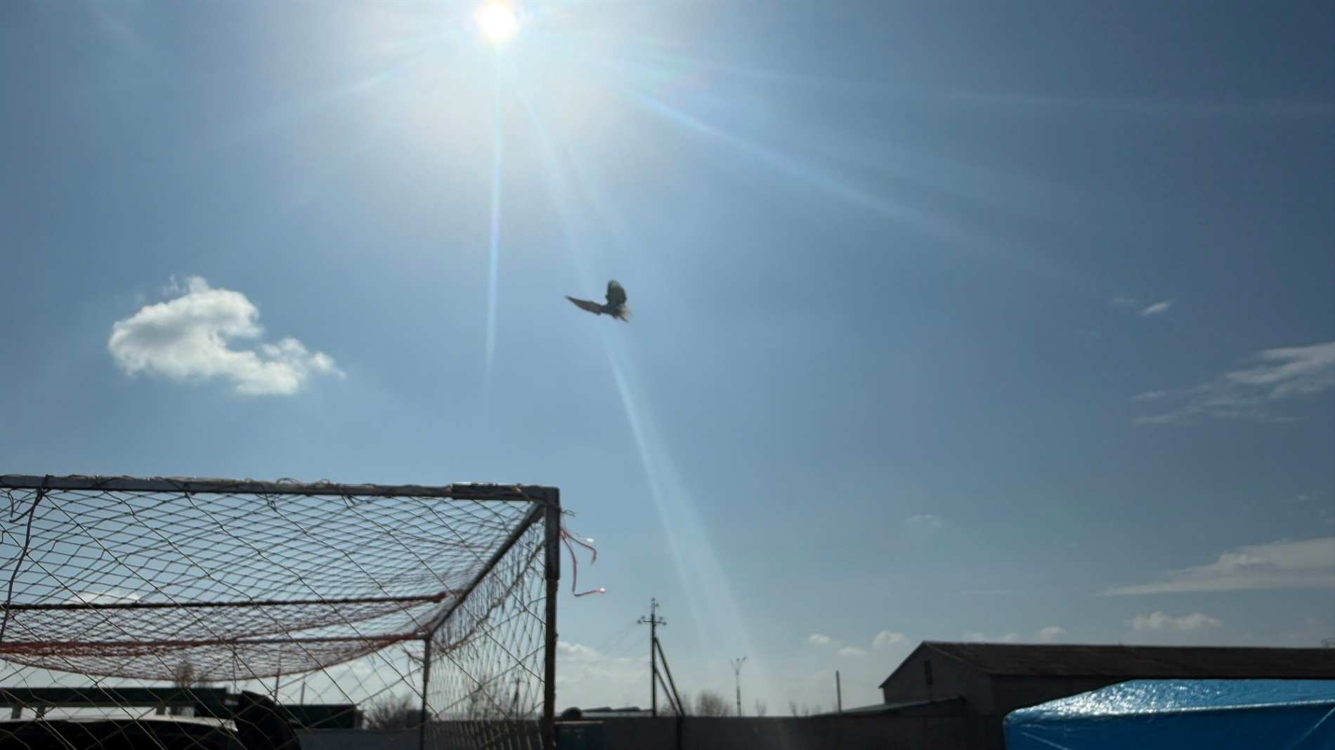 Хто такі голуби-вертуни та що вміє миколаївська льотна порода: репортаж з ярмарку в Первомайську