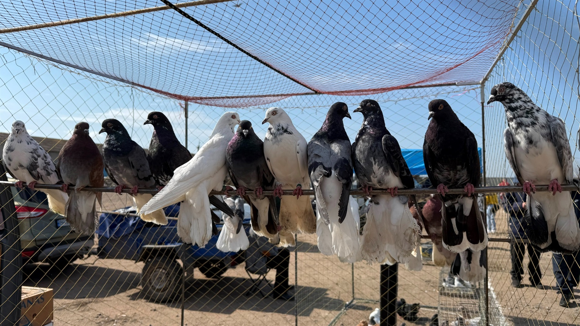 Хто такі голуби-вертуни та що вміє миколаївська льотна порода: репортаж з ярмарку в Первомайську