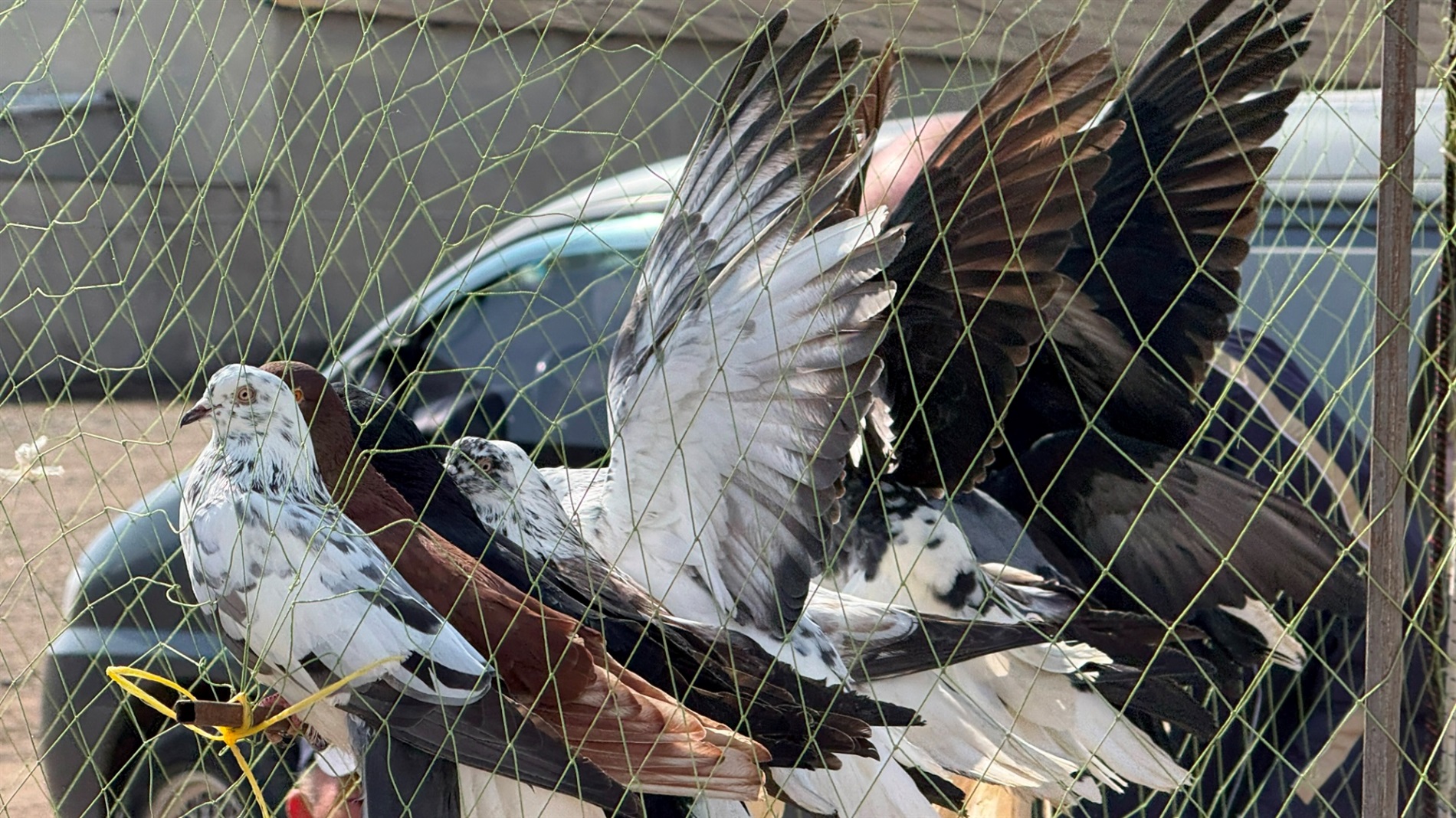 Хто такі голуби-вертуни та що вміє миколаївська льотна порода: репортаж з ярмарку в Первомайську