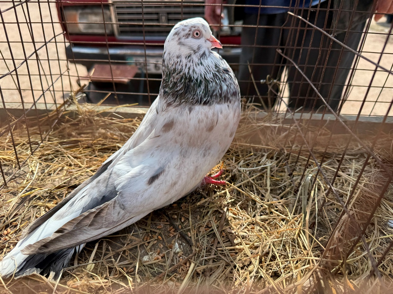 Миколаївська льотна порода